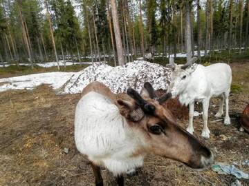 Фото номера Дом для отпуска Дома для отпуска Kotariipi г. Пелло 29